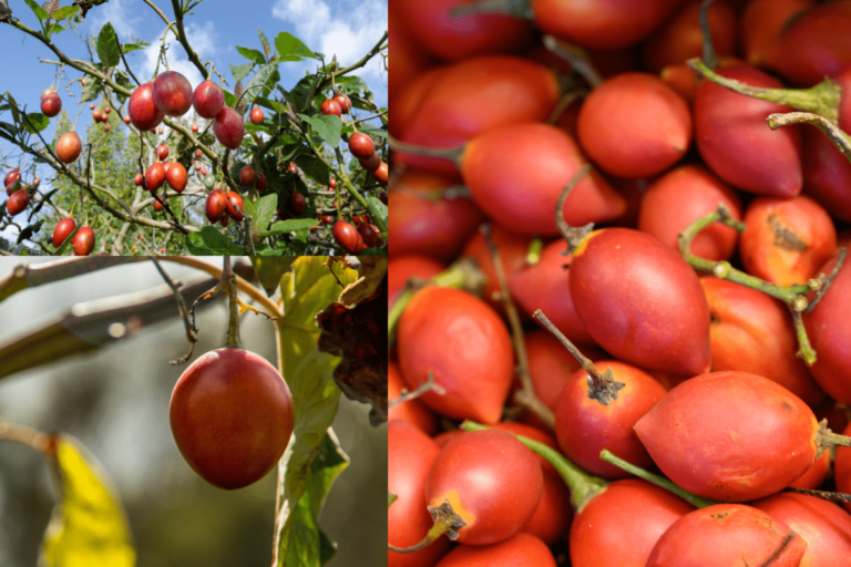 Como Plantar Tomate De árvore Em Casa E Colher Belos E Deliciosos Para