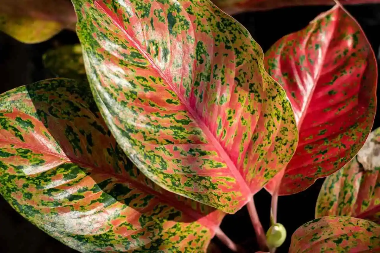 Aglaonema-Vermelha: Folhas Exuberantes Para Sombra