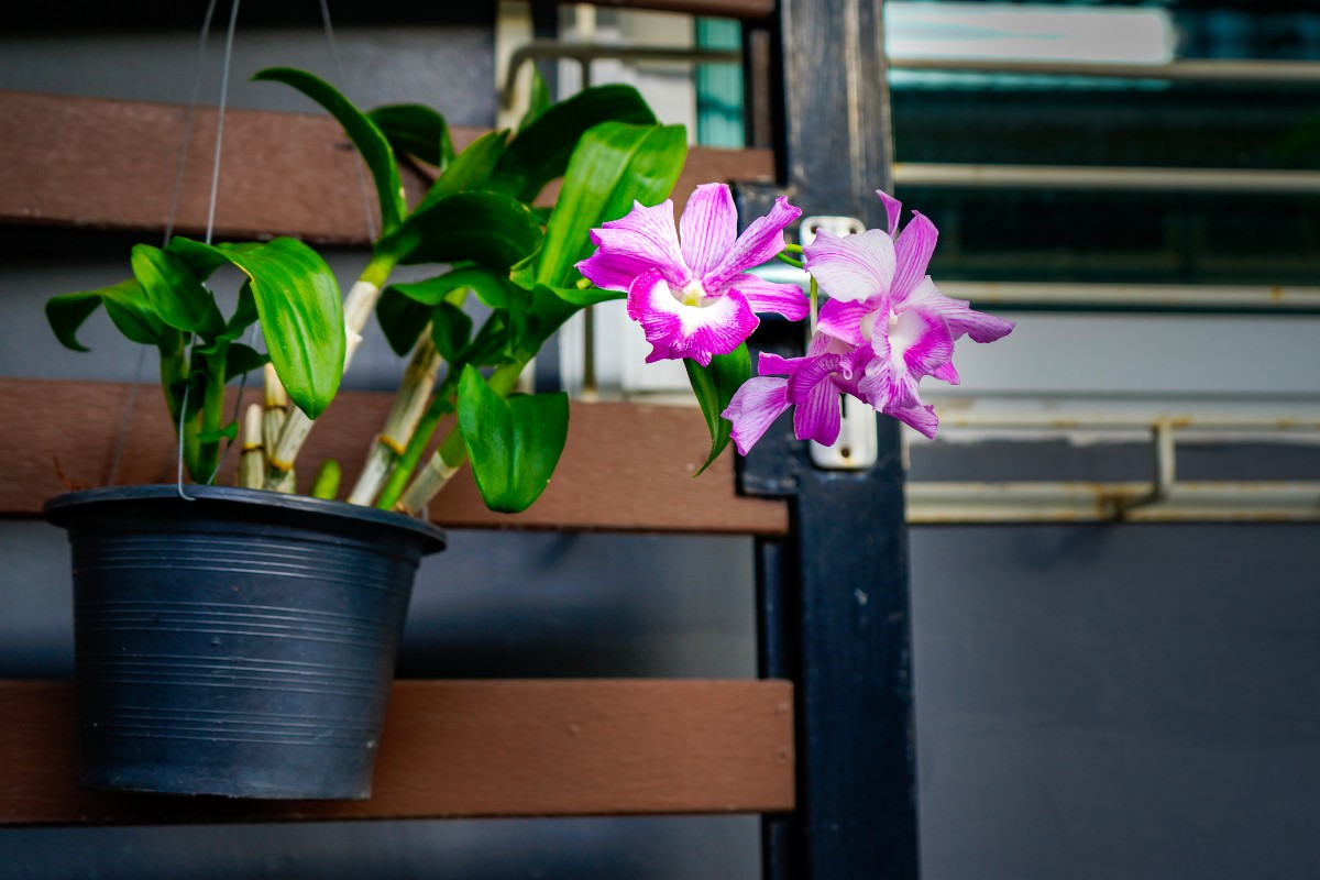 Leia mais sobre o artigo Como fazer adubo caseiro para orquídeas para deixar suas plantas ainda mais bonitas e vistosas