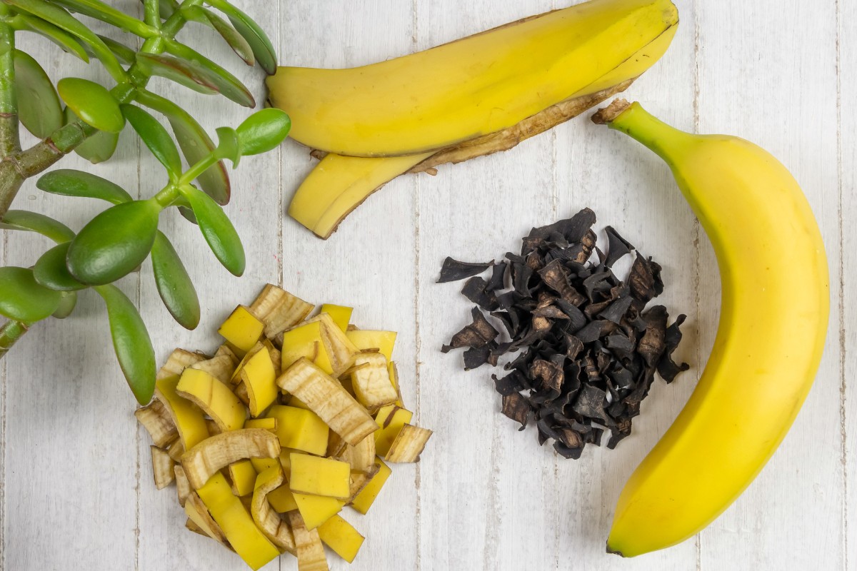 Leia mais sobre o artigo Como fazer adubo caseiro com casca de banana de forma fácil e deixar suas plantas mais bonitas