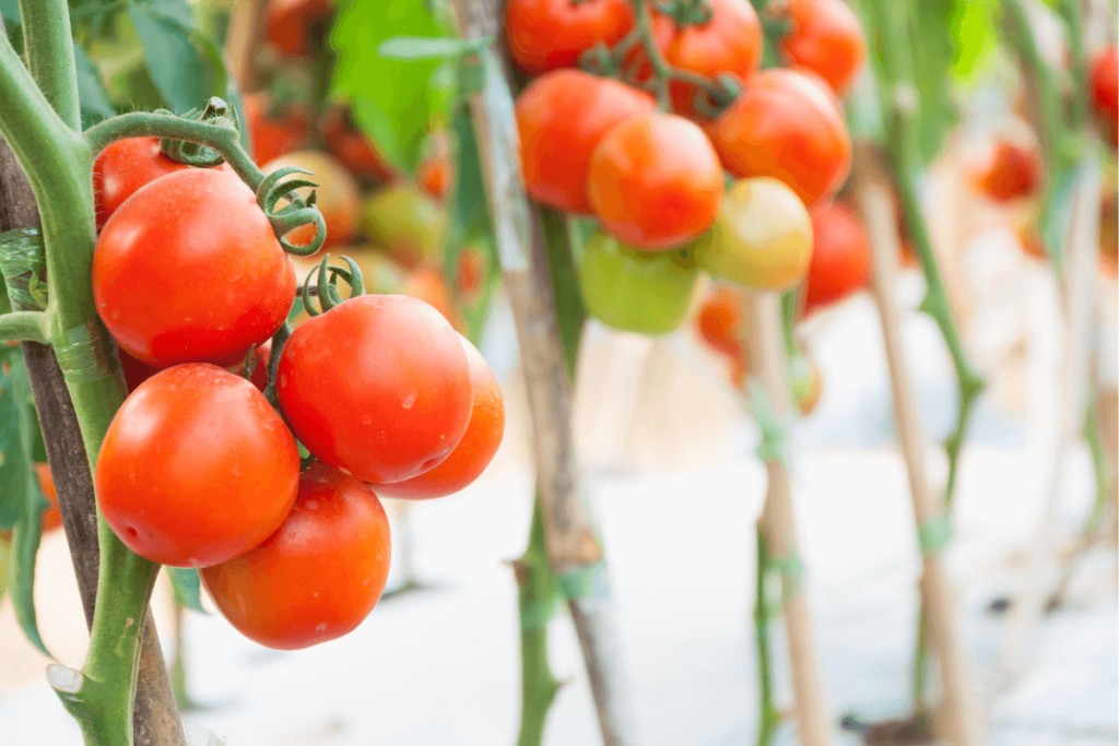 Leia mais sobre o artigo Como plantar tomate na garrafa pet em casa e fazer deliciosas saladas e receitas