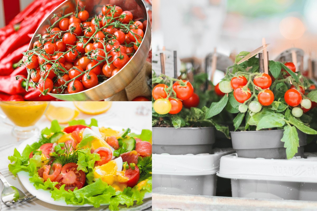 Você está visualizando atualmente Como plantar tomate cereja no vaso de forma prática para fazer saladas e molhos deliciosos