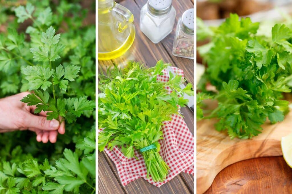 Leia mais sobre o artigo Como plantar salsinha em canteiro: dê mais sabor e aroma as suas receitas