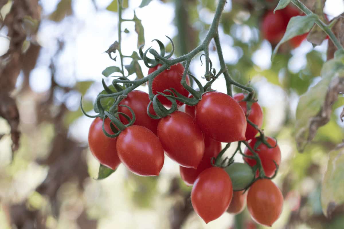 Leia mais sobre o artigo Como plantar tomate grape para fazer deliciosas saladas orgânicas e saudáveis