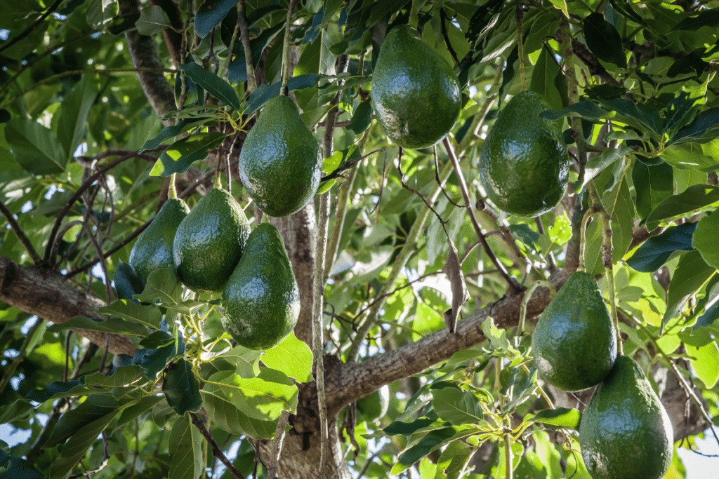 Leia mais sobre o artigo Como plantar abacate na água em casa de forma simples