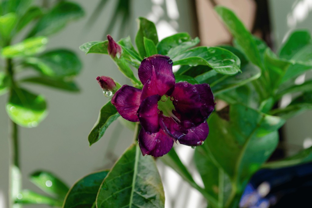 Você está visualizando atualmente Rosa do deserto preta: tudo sobre essa rara e misteriosa planta