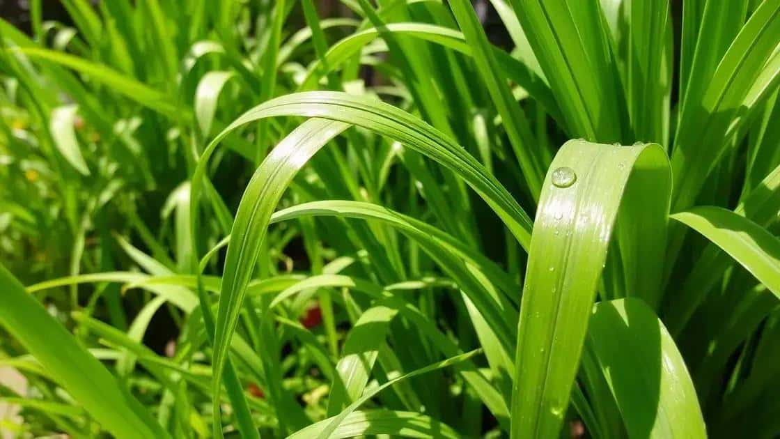 O que é a erva-cidreira e suas propriedades