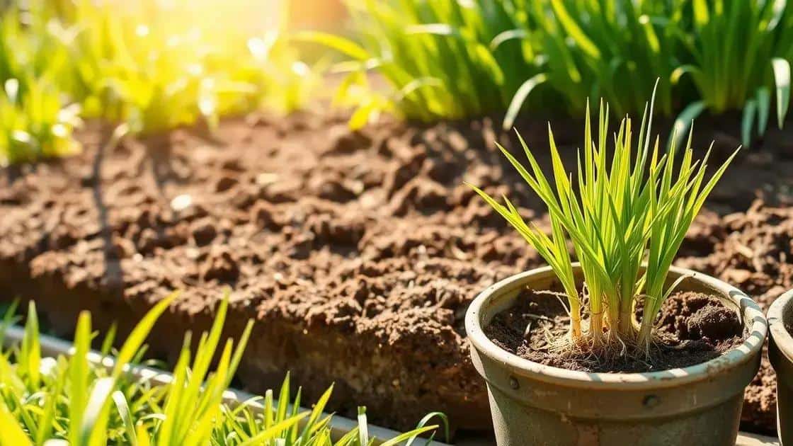 Como plantar erva-cidreira em casa