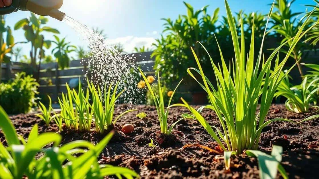 Cuidados essenciais para o cultivo de erva-cidreira