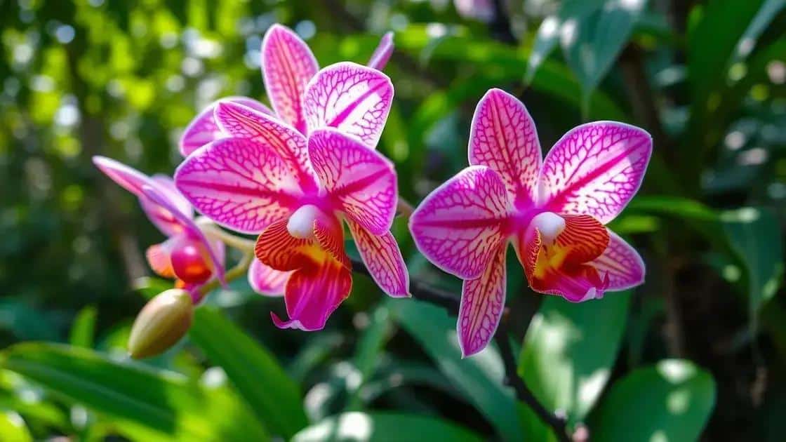 No momento, você está visualizando Orquídeas Sobreviventes: Guia Minimalista para Manter suas Orquídeas Vivas por Anos